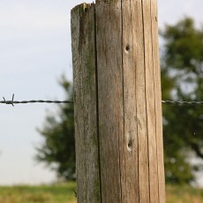 a fence, constructed of wooden posts and barbed wire